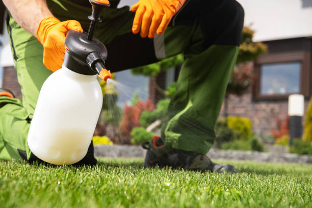Best Local Pest Control Services  in Knollwood, IL