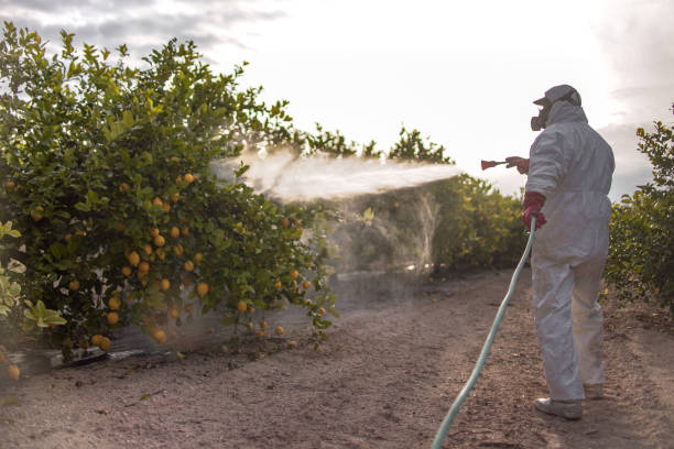 Best Emergency Pest Control  in Knollwood, IL