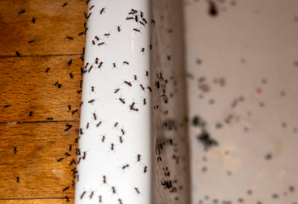 Best Affordable Pest Control Services  in Knollwood, IL